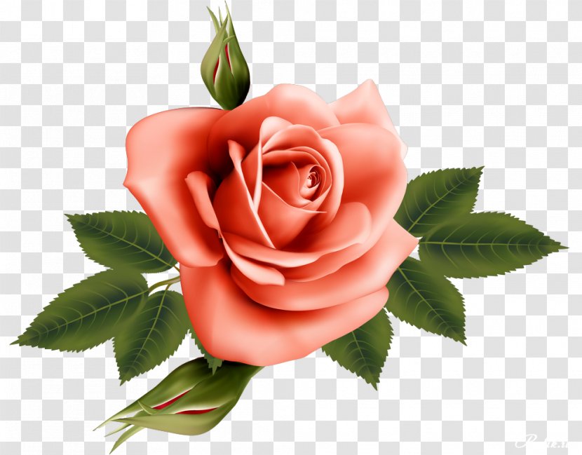 Garden Roses Flower - Beautiful Transparent PNG