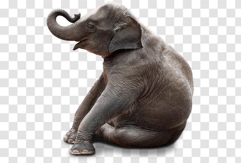 Chair Stock Photography Bench Elephant Sitting - Snout - Cute Transparent PNG