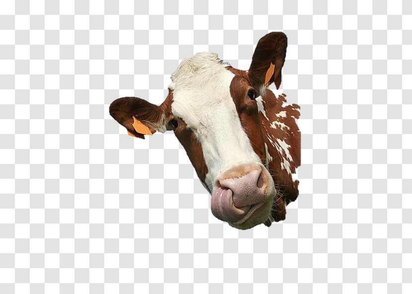 Cattle Paper Sticker Get-well Card - Getwell - Cow Goat Family Transparent PNG