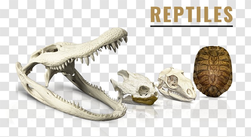 SKELETONS: Museum Of Osteology Reptile Skulls Unlimited International - Crocodile - Salamander Frog Skeleton Transparent PNG