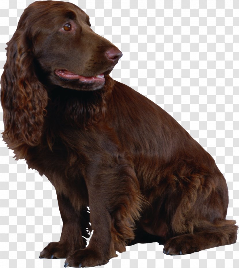 Field Spaniel Boykin English Cocker American Water Sussex - Sporting Group - Brown Dog Transparent PNG
