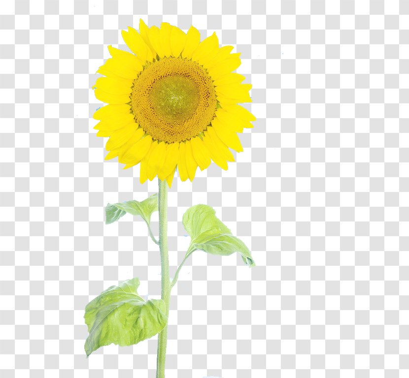 Common Sunflower - Free Stock Pull Figure Transparent PNG
