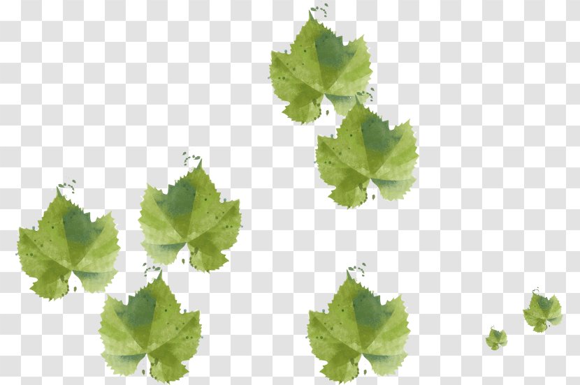 Grape Leaves Leaf Image - Annual Plant Transparent PNG