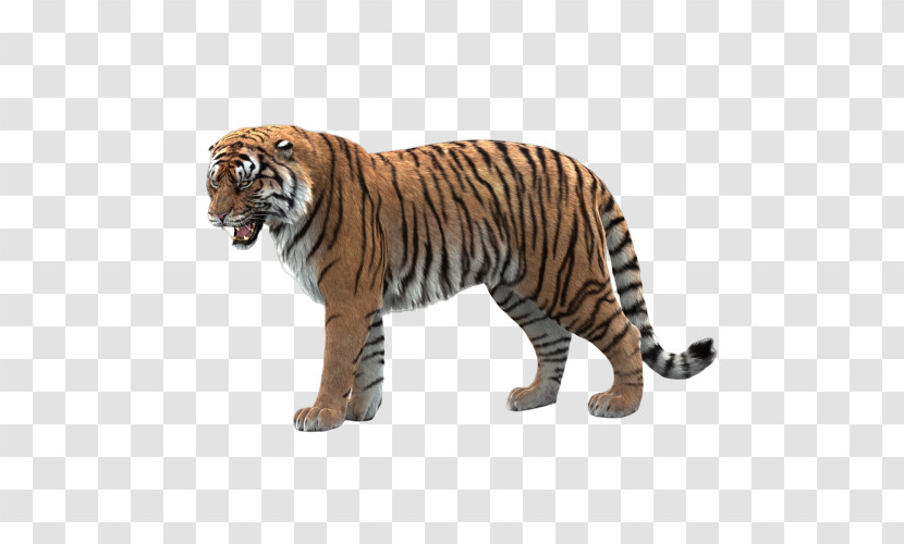 Tiger Bengal Tiger Animal Figure Wildlife Siberian Tiger Transparent PNG