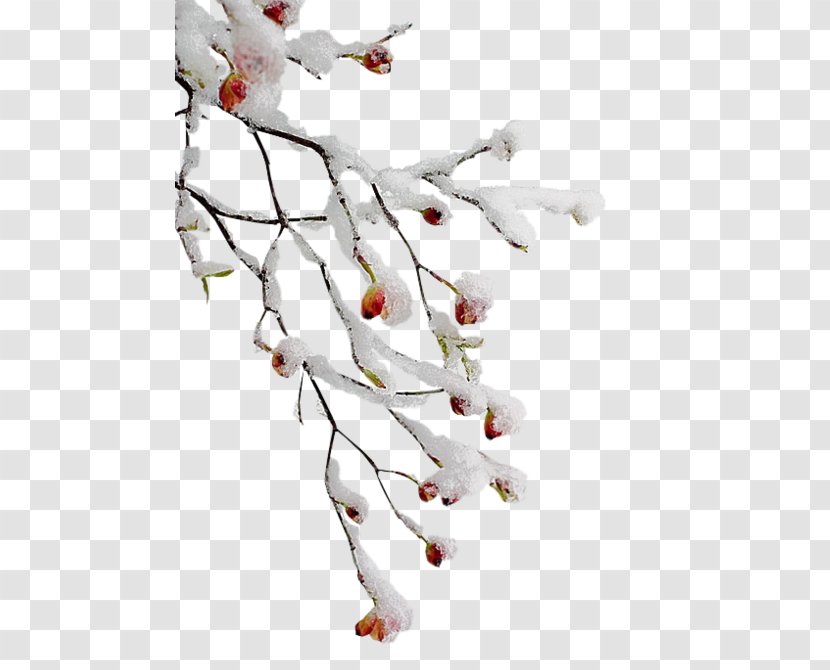 Twig Branch Tree Clip Art - Blossom Transparent PNG