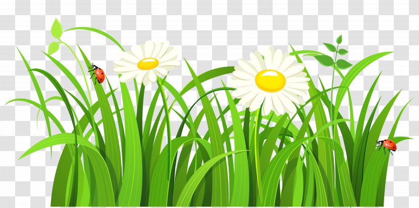 Clip Art - Lawn - Grass With Daisies And Lady Bugs Clipart Transparent PNG