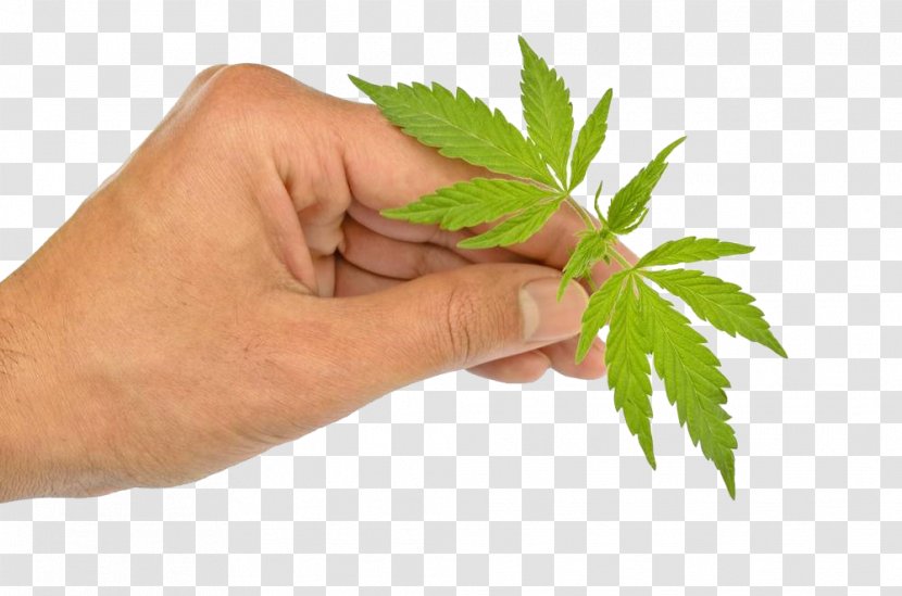 Cannabis Ruderalis Marijuana Sativa Autoflowering - Stock Photography - Hand Holding Leaves Transparent PNG