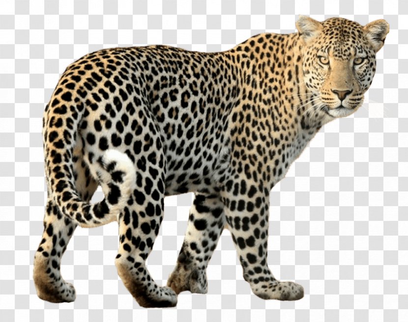 Leopard Black Panther Cheetah Jaguar - Organism Transparent PNG