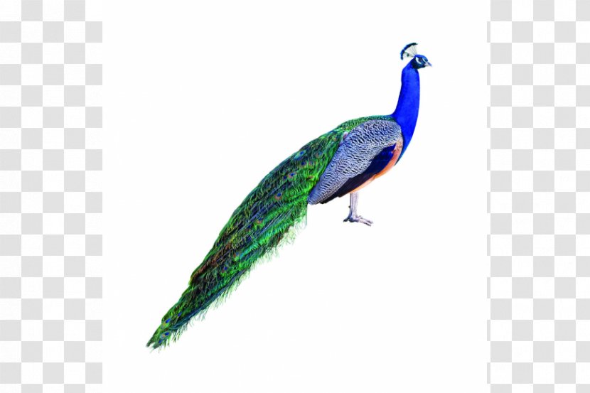 Asiatic Peafowl Stock Photography Royalty-free Bird Transparent PNG
