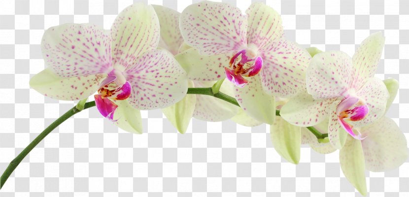 Orchids Desktop Wallpaper Display Resolution Singapore Orchid 1080p - Cut Flowers - Floral Design Transparent PNG