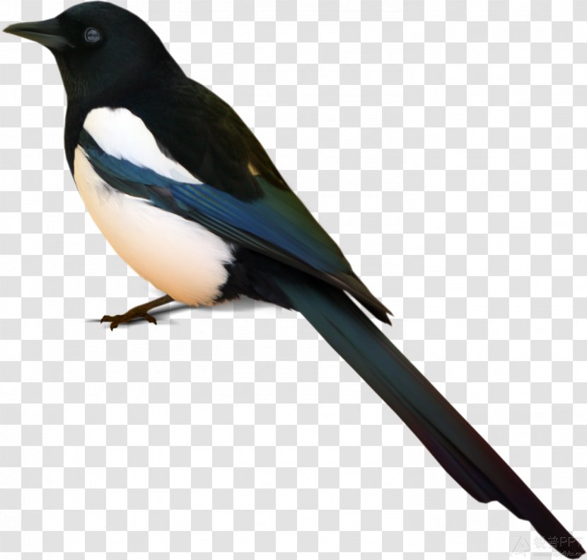 Bird Eurasian Magpie Image Vector Graphics - Perching - Maestro Transparent PNG