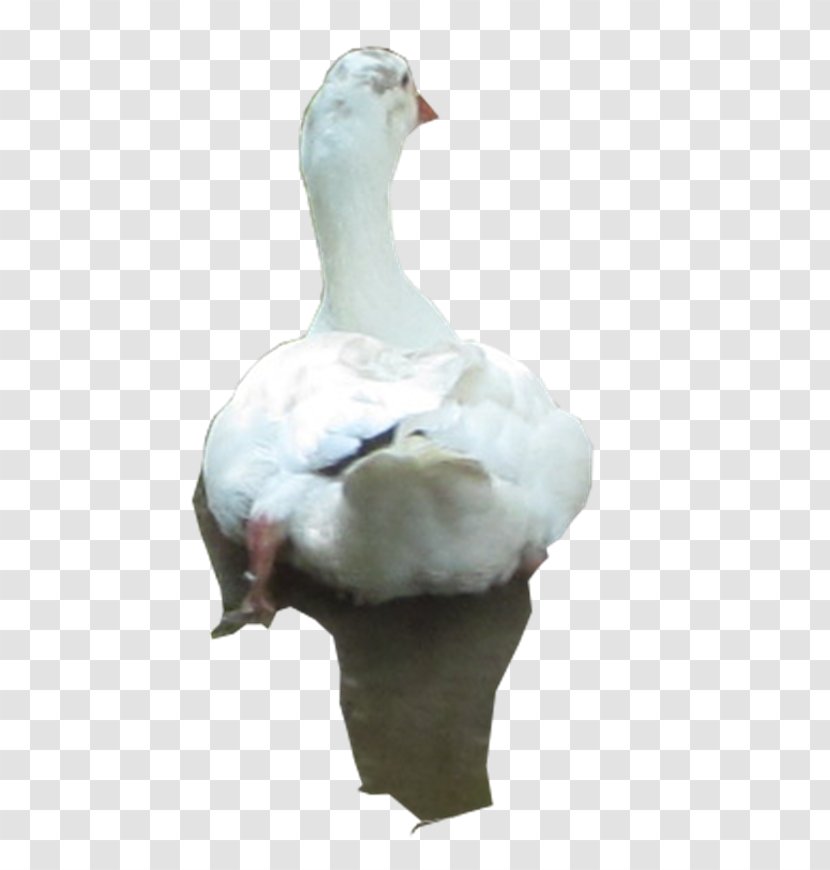 Duck Goose Fauna Feather Beak - Neck - Ji In Cho Transparent PNG