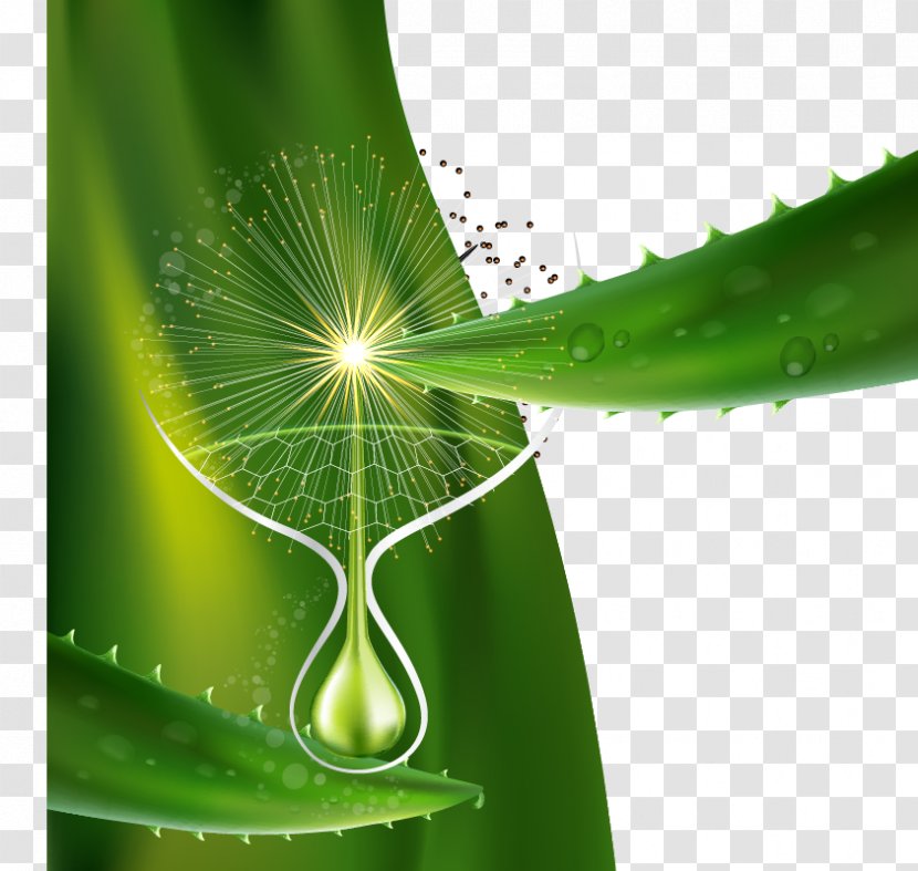 Aloe Vera Poster - Fundal - Green Background Vector Flowing Spirituality Transparent PNG