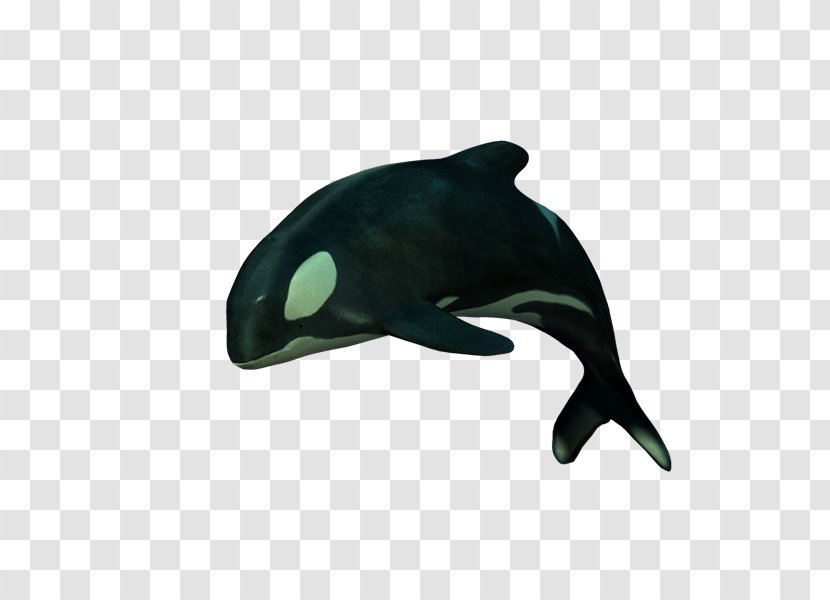 PhotoScape Adobe Photoshop GIMP Oceanic Dolphin - Fin - Kentucky Transparent PNG