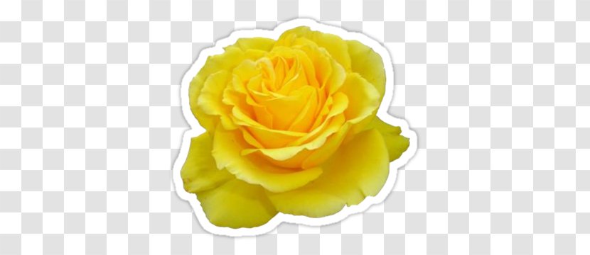 Rose Gardening Yellow Flower Desktop Wallpaper - Flowering Plant Transparent PNG