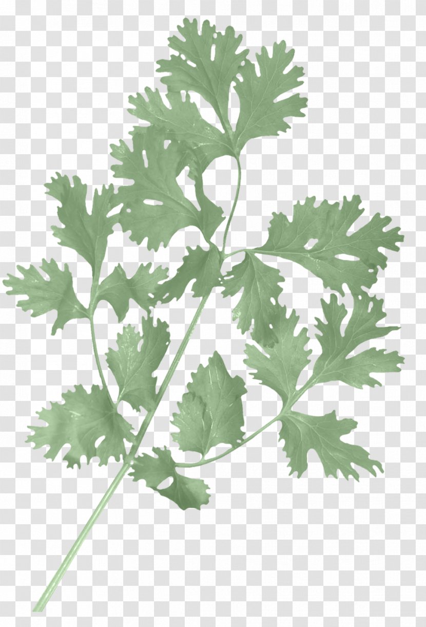 Coriander Herb Parsley Salsa Stock Photography - Lovage - Celery Design Element Transparent PNG