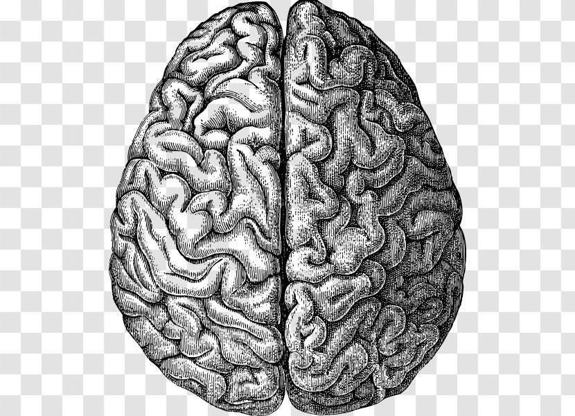 Human Brain Drawing - Tree Transparent PNG