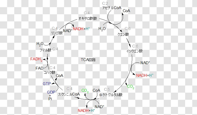 Citric Acid Cycle Nicotinamide Adenine Dinucleotide Glycolysis Gluconeogenesis Adenosine Triphosphate - Map - Oxaloacetic Transparent PNG