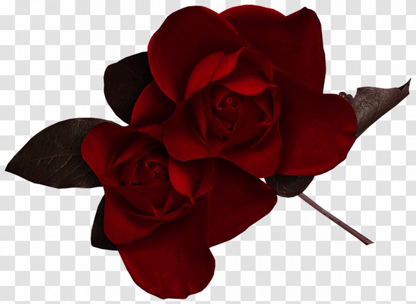Rose Desktop Wallpaper Flower Clip Art - Order - Gothic Transparent PNG