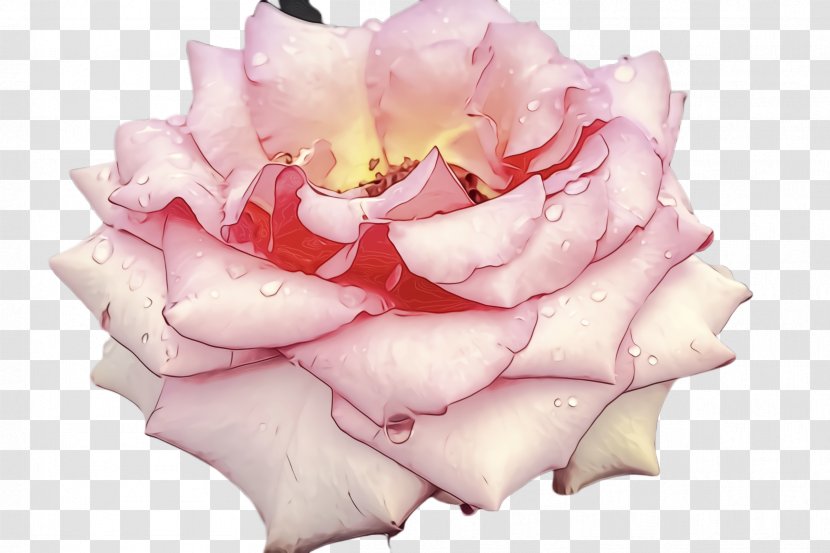 Garden Roses - Rose Family - Cut Flowers Plant Transparent PNG