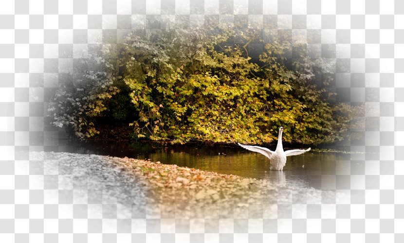 Cygnini Desktop Wallpaper Body Of Water Autumn Bird - Abscission Transparent PNG