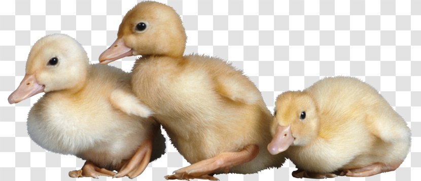 Duck Mallard American Pekin - Beak Transparent PNG