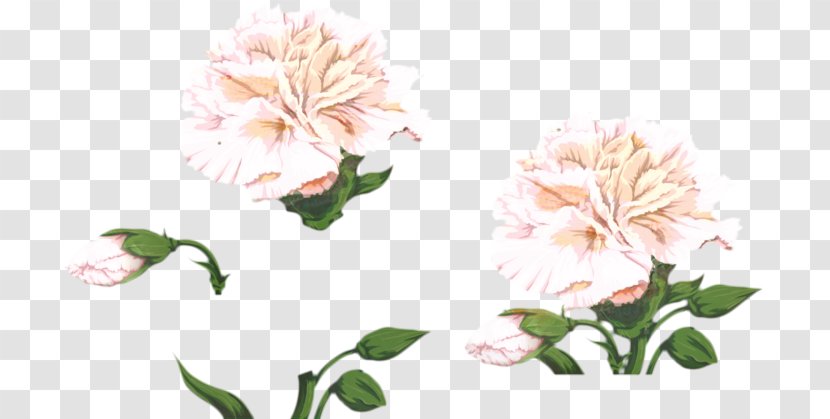 Flowers Background - Petal - Pink Family Chinese Peony Transparent PNG
