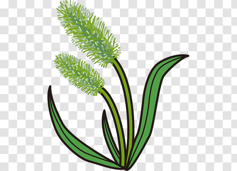 Grasses Illustration Setaria Viridis Clip Art Microsoft PowerPoint - Plants - Aquarium Decor Transparent PNG