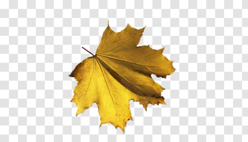 Leaf Autumn Photography - Filename Extension Transparent PNG