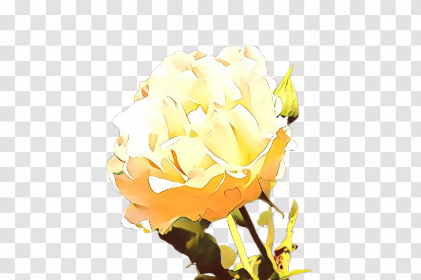 White Roses - Floribunda - Wildflower Rose Order Transparent PNG