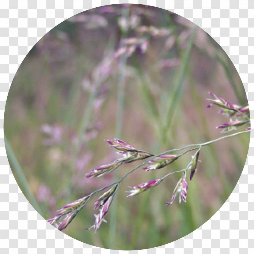 Festuca Pratensis Rubra Tall Fescue Kentucky Bluegrass Ovina - Lavender - Grazing Cover Crops Transparent PNG