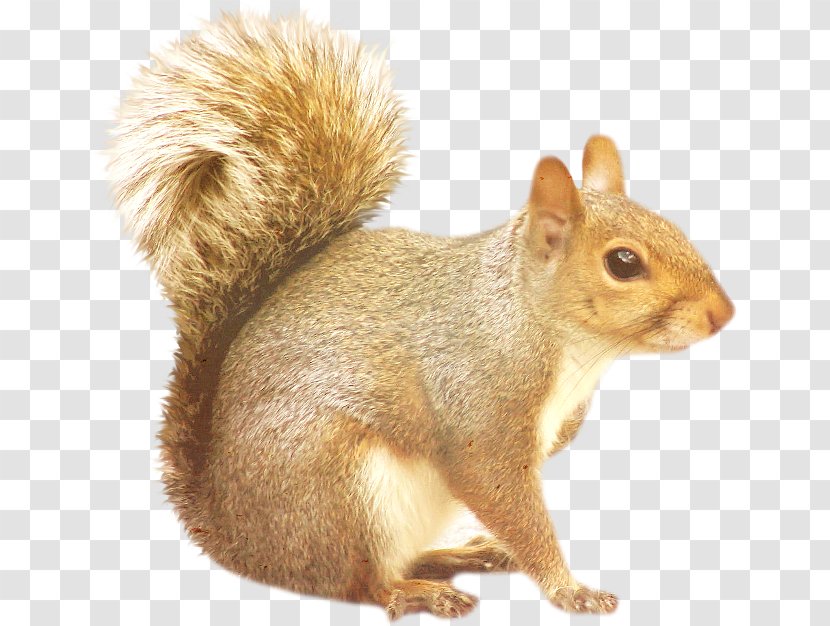 Squirrel Desktop Wallpaper Clip Art - Tree Transparent PNG