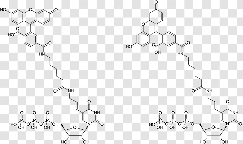 DUTP Diphosphatase Fluorescein Aminoallyl Nucleotide Fluorescence - Tree - Heart Transparent PNG