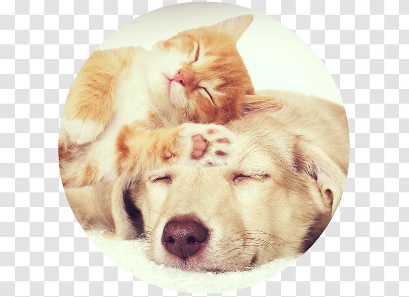 Cat Puppy Kitten Pet Beagle - Dog Breed Group Transparent PNG
