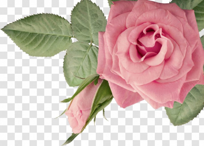 Belle's Waxing Kewarra Beach Garden Roses - Trinity Queensland Transparent PNG
