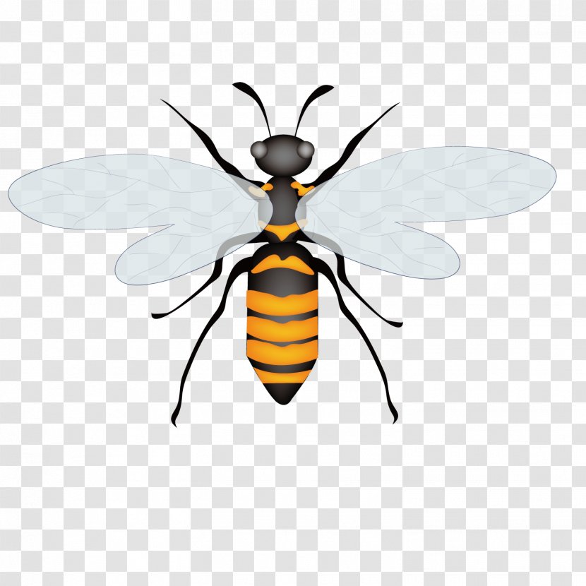 Honey Bee Insect Euclidean Vector - Arthropod - Summer Dragonfly Transparent PNG