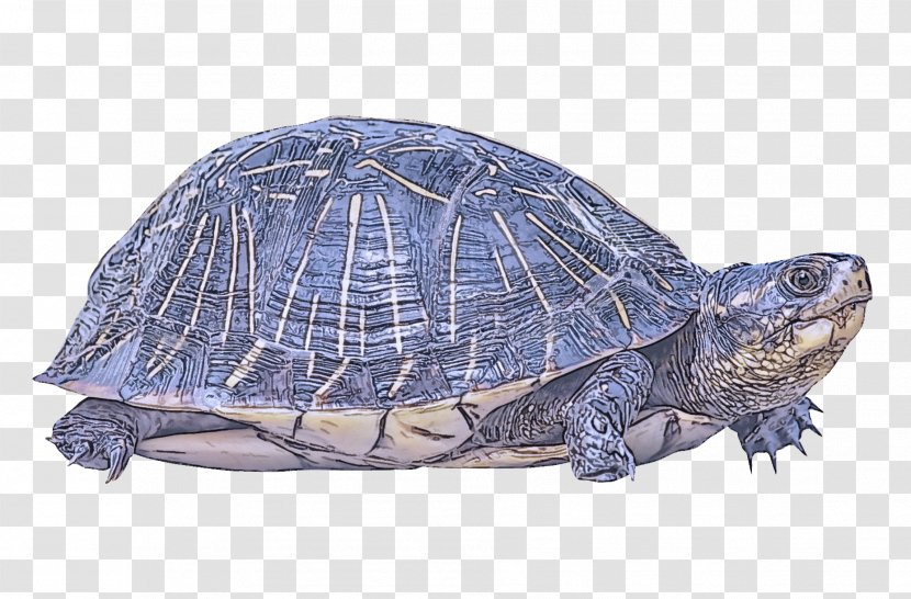 Tortoise Pond Turtle Reptile Box - Kemps Ridley Sea Terrapin Transparent PNG
