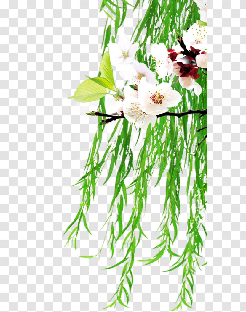 Floral Design Clip Art - Plant Stem - Peach Blossom Willow Transparent PNG
