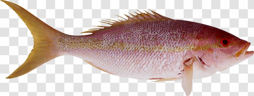 Fish ICO - Tail Transparent PNG