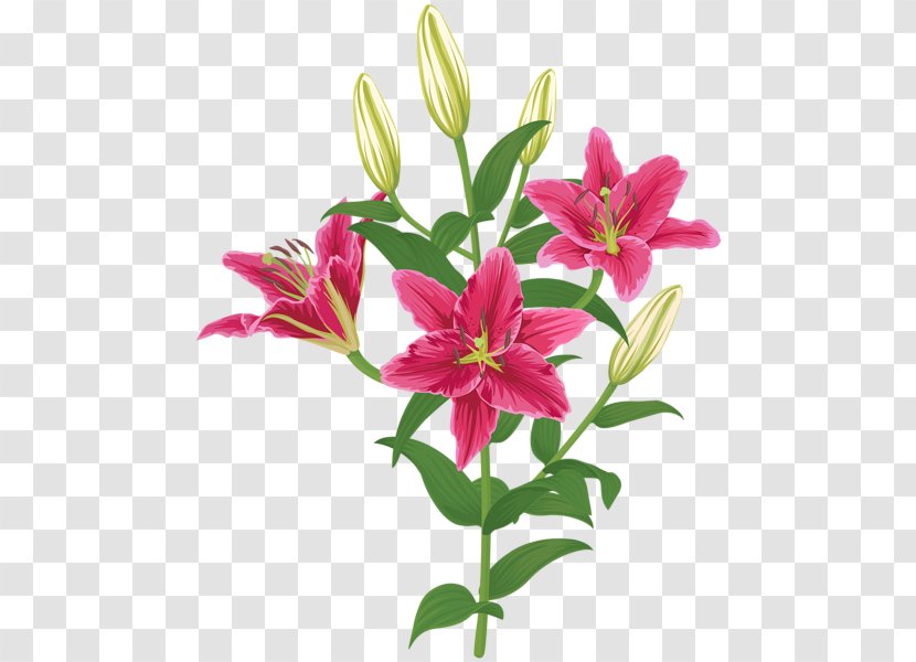 Lilium Petal Flower Clip Art - Magenta Transparent PNG