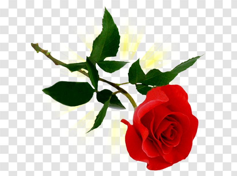 Rose Clip Art - Presentation Transparent PNG