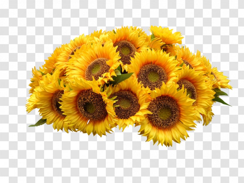 Common Sunflower Clip Art - Daisy Family - Heap Transparent PNG