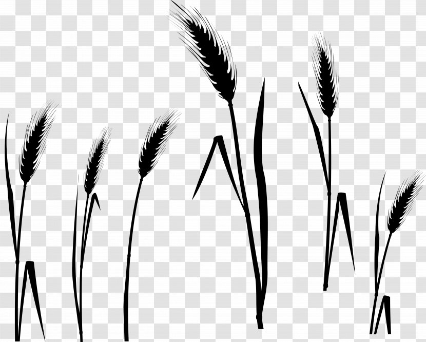 Grasses Black & White - Grain - M Eyebrow Font Line Transparent PNG