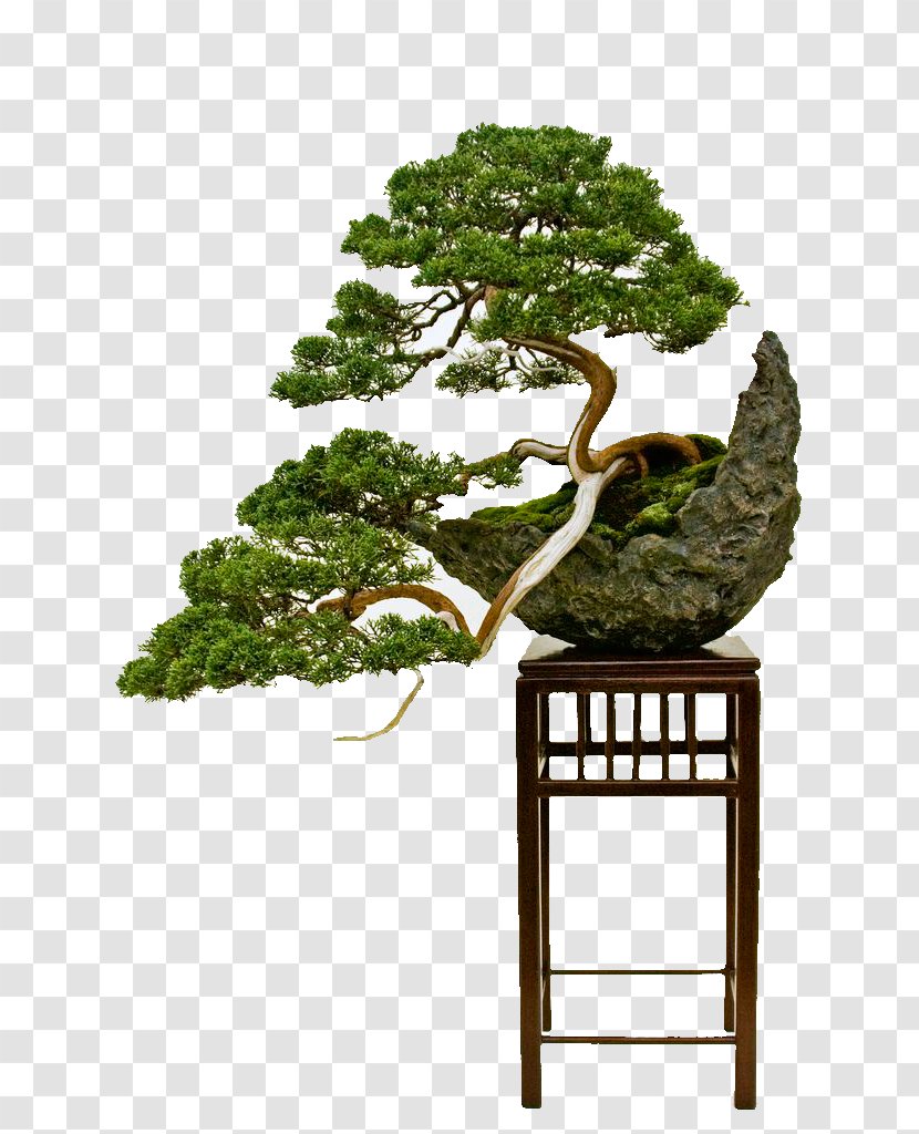 National Bonsai Foundation Indoor Styles Tree - Plant Stem - Pictogram Transparent PNG