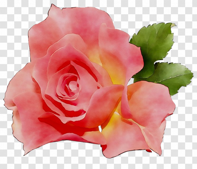Garden Roses Cabbage Rose China Floribunda Ornamental Plant - Annual Transparent PNG