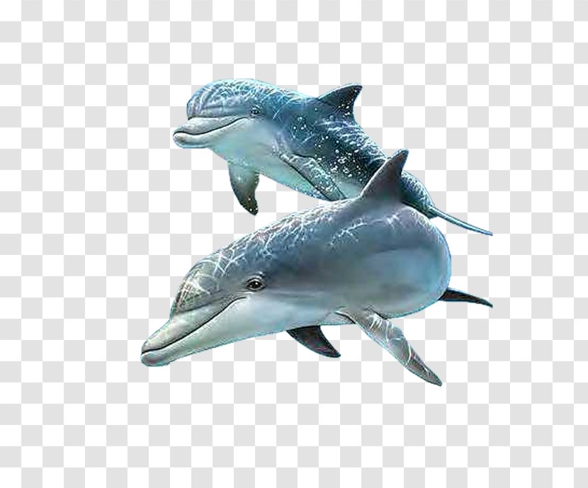 Dolphin IPhone Cetacea - Metallic Color Transparent PNG