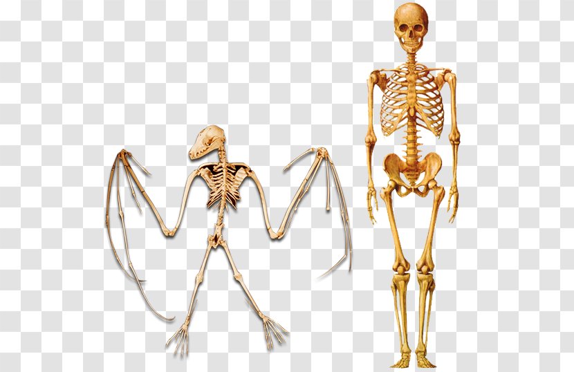 Human Skeleton Homo Sapiens Evolution - Cartoon Transparent PNG