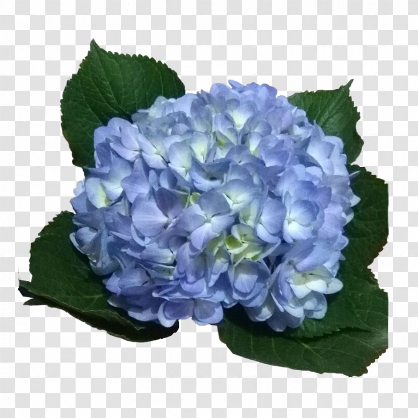 Hydrangea Light Blue Violet Flower - Green Transparent PNG