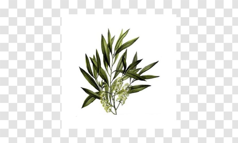 Tea Tree Oil Narrow-leaved Paperbark Camellia Sinensis Essential - Grass Transparent PNG