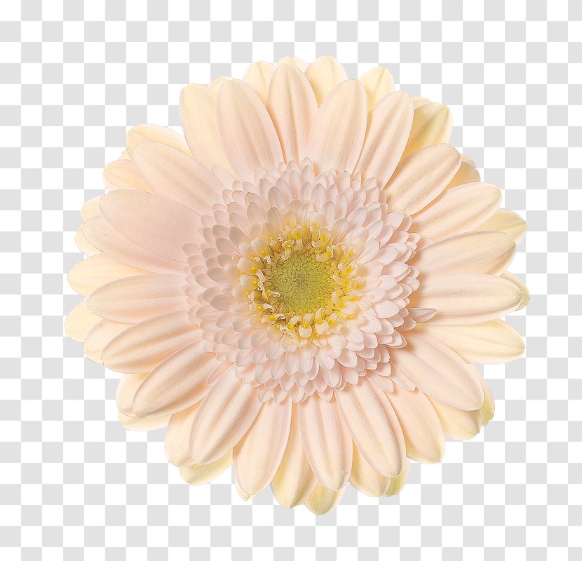Transvaal Daisy Schreurs Chrysanthemum Hoofdweg 81 Cut Flowers - Family Transparent PNG